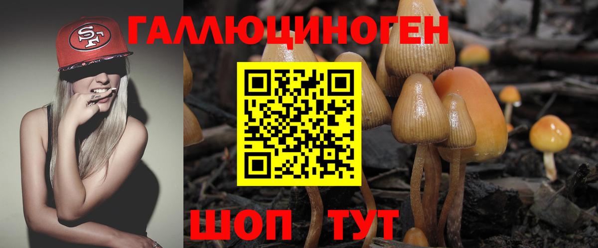 Королёв  где продают наркотики  Вход с VPN  Галлюциногенные грибы Psilocybe 